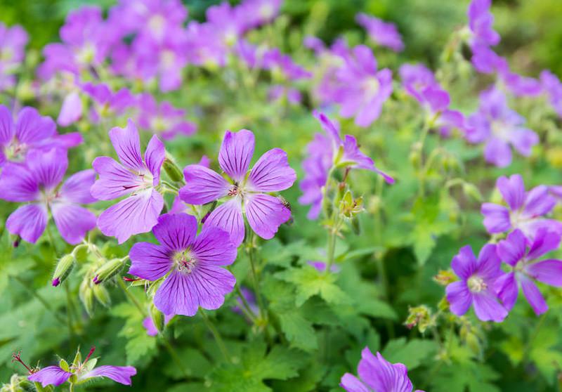 Geranium sylvaticum (Wood Cranesbill)