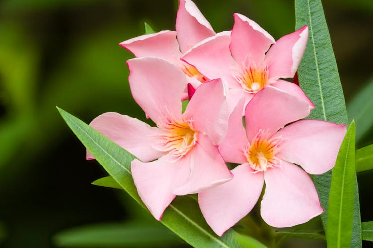 Nerium Oleander Petite Salmon Oleander