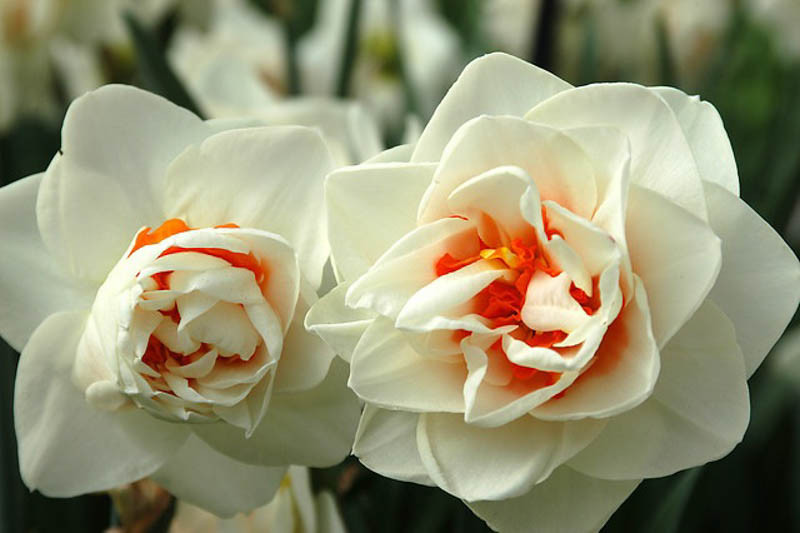 Narcissus ‘Flower Drift’ (Double Daffodil)