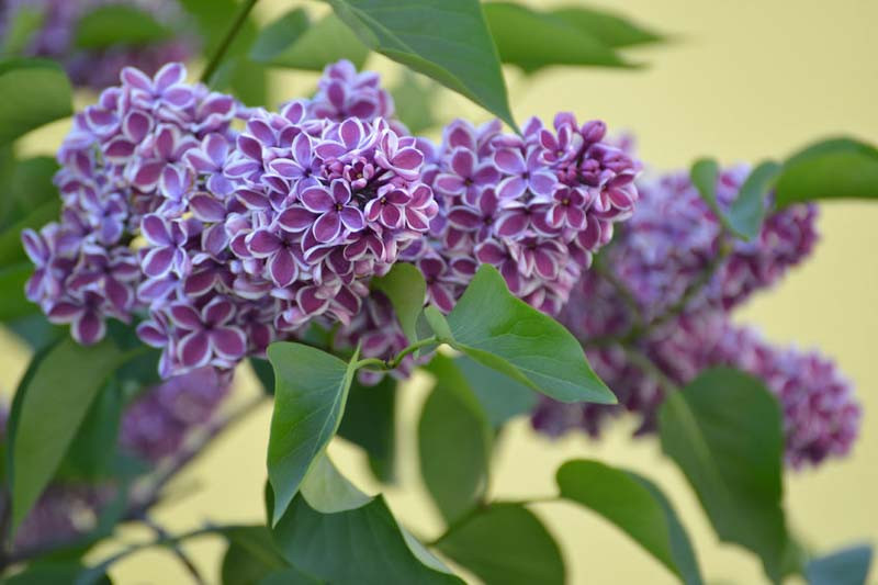 Image of Syringa meyeri 'Red Sensation' photo