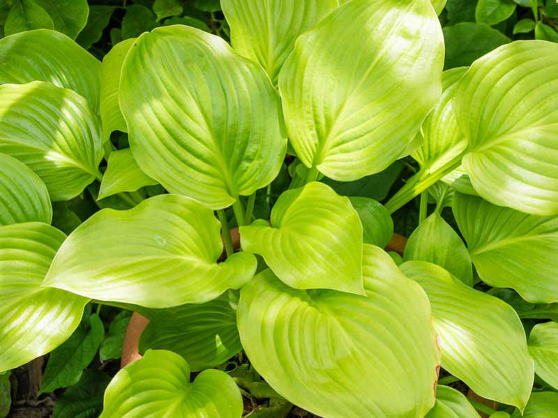 Hosta plantaginea (Plantain Lily)