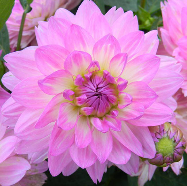 Dahlia 'Bitsy'