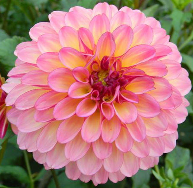 Dahlia 'foxy Lady'