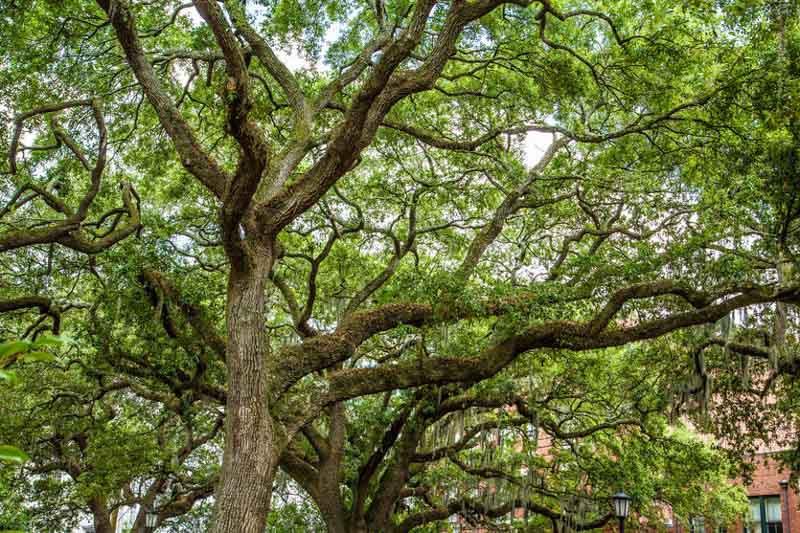 Quercus virginiana (Live Oak)