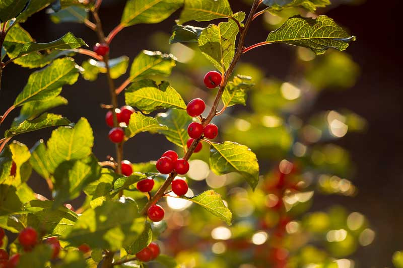 Ilex Verticillata 'Wildfire' (Winterberry)