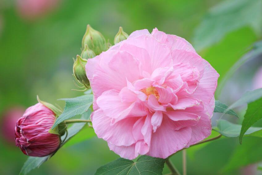 Hibiscus Mutabilis Confederate Rose