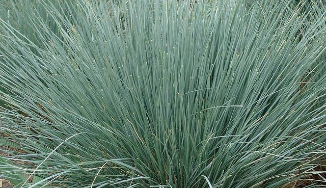 Blue Ornamental Grass Plants - 13 Terrific Tall Grasses Hgtv : Dwarf mondo grass 3 1/4 in.