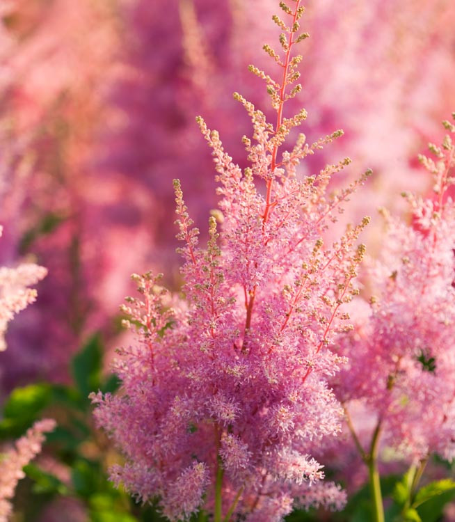 Astilbe 'hyacinth' (arendsii Hybrid)