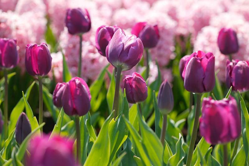 Tulipa 'Negrita' (Triumph Tulip)