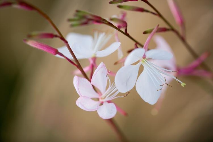 Gaura Lindheimeri Whirling Butterflies Beeblossom