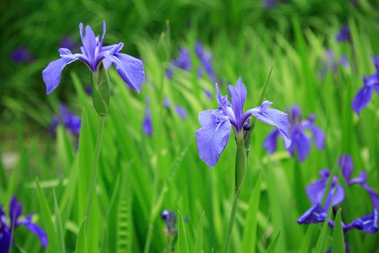 Iris laevigata (Water Iris)