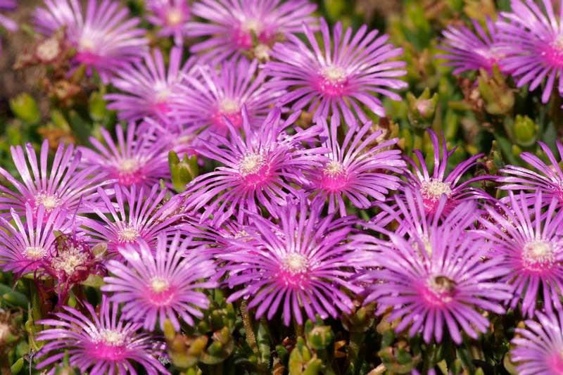 Lampranthus spectabilis (Trailing Ice Plant)