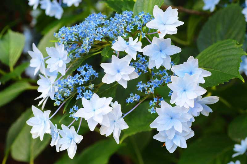 Image of Purple shooting star hydrangea