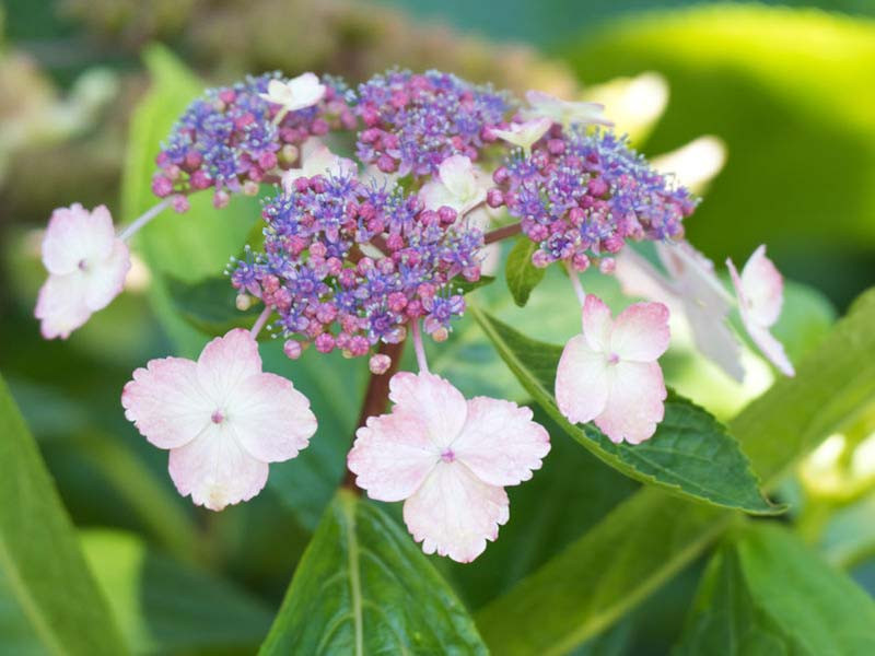 Hydrangea serrata 'Beni-Gaku'