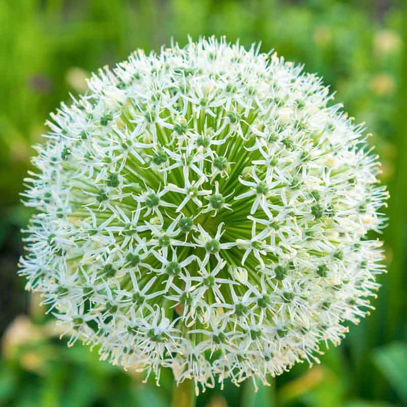 Allium Stipitatum White Giant Ornamental Onion