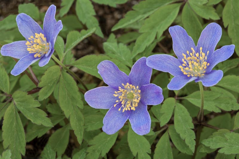 Anemone nemorosa 'Royal Blue' (Wood Anemone)