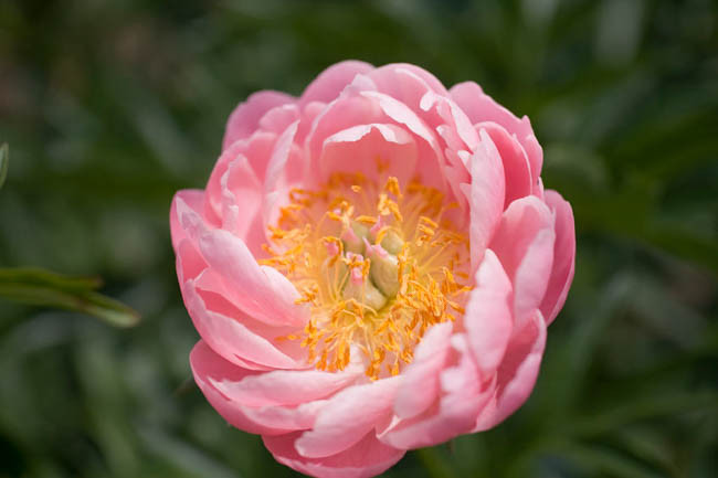 Paeonia 'Abalone Pearl' (Peony)