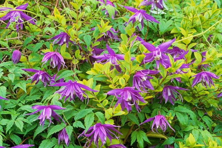 Small Blue Flowered Clematis Clematis Luxuriant Blue Brushwood