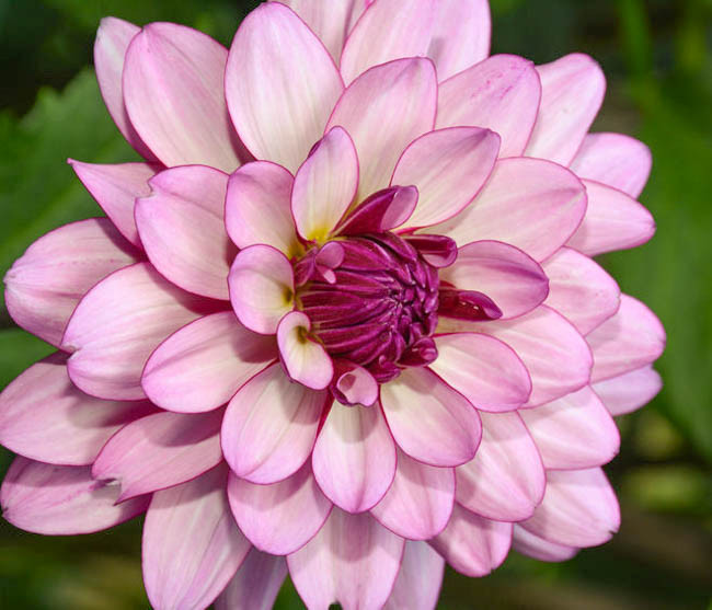 Dahlia 'Lauren Michele'