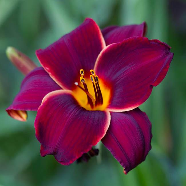 Hemerocallis 'Midsummer Nightingale' (Daylily)