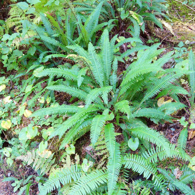 Blechnum spicant (Hard Fern)