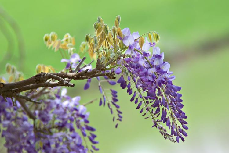 Wisteria brachybotrys 'Okayama' (Silky Wisteria)