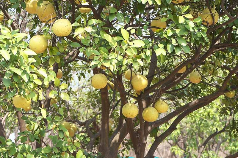 are meyer lemon trees poisonous to dogs