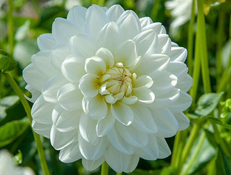 Dahlia 'Peace Pact'