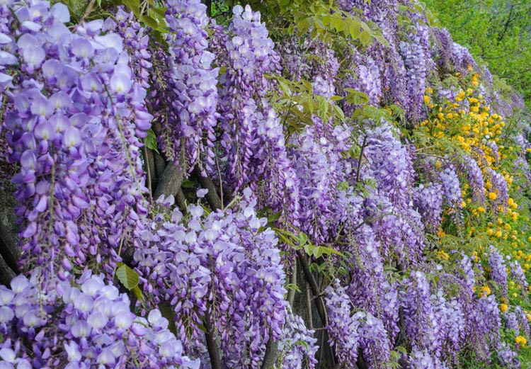 Wisteria Sinensis Prolific Chinese Wisteria