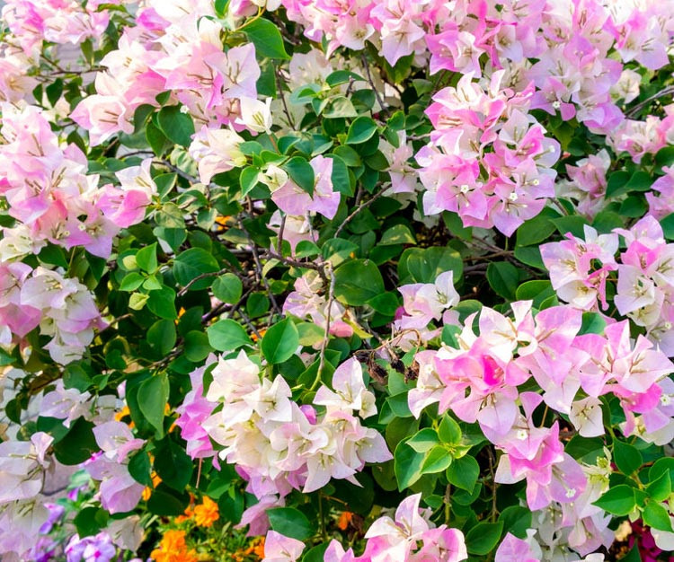 Bougainvillea 'Imperial Delight'