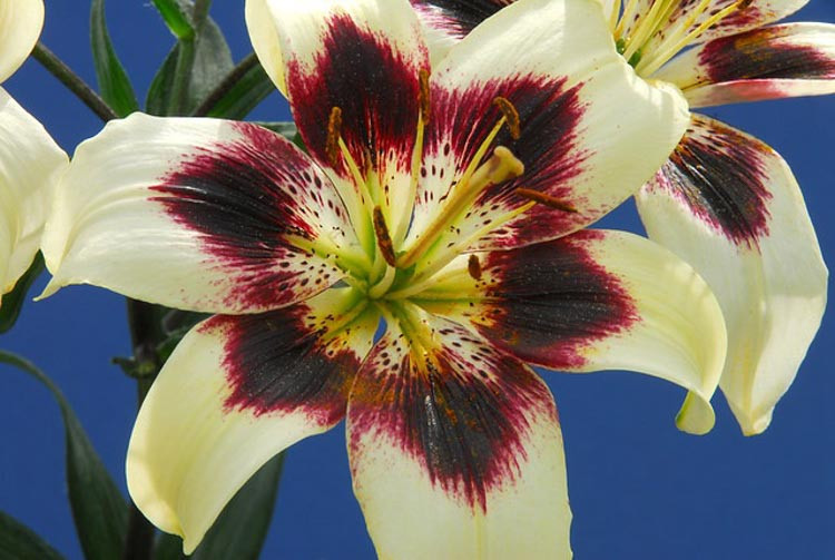 Lilium ‘Patricia’s Pride’ (Asiatic Lily)