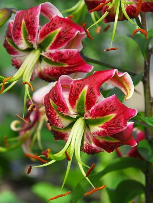 Lilium Black Beauty Orienpet Lily