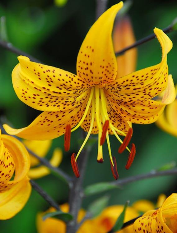 Lilium leichtlinii (Leichtlins' Lily)