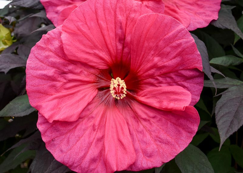 Hibiscus 'Evening Rose' (Rose Mallow)