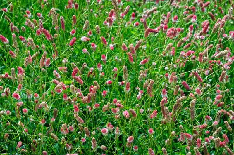 Sanguisorba Officinalis Pink Tanna Great Burnet