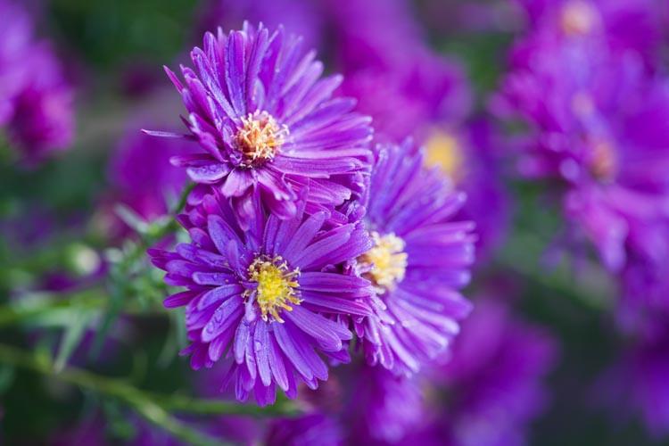 aster novae-angliae 'purple dome' new england asters