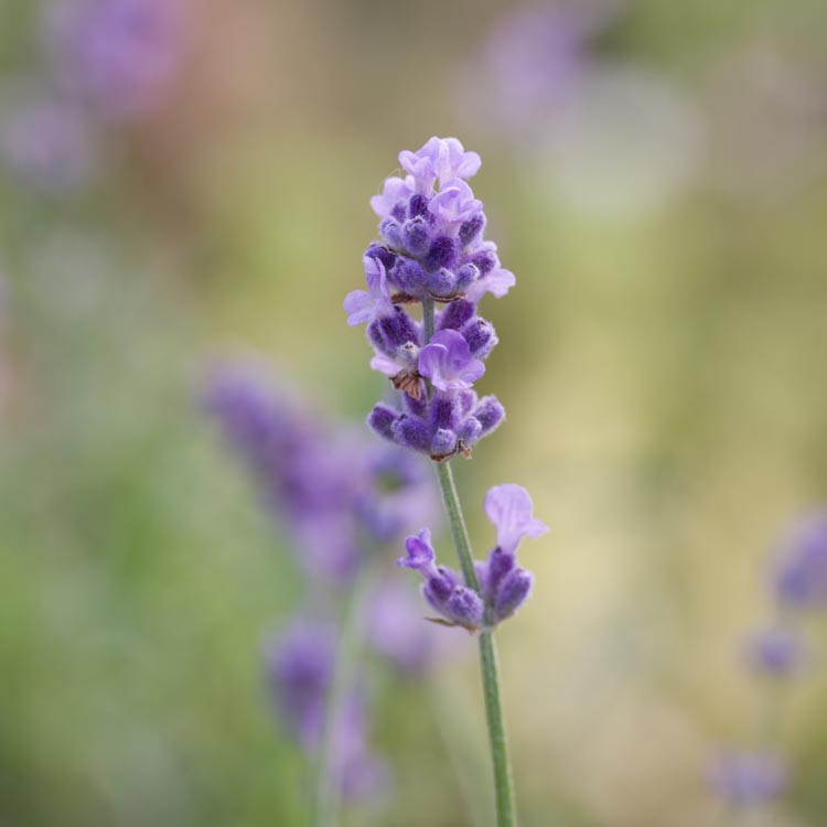 Lavandula Angustifolia Melissa Lilac Lavender