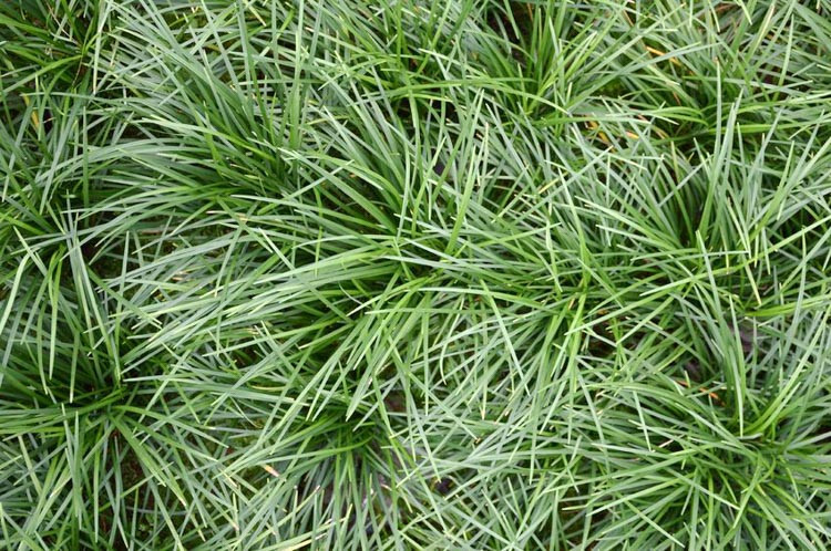 Ophiopogon Japonicus Mondo Grass