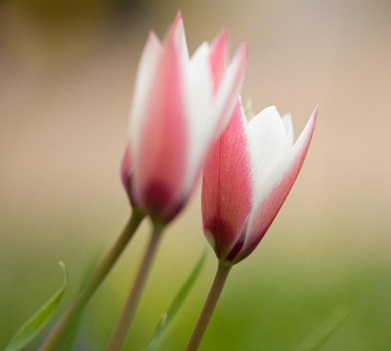 Tulipa Clusiana Peppermint Stick Botanical Tulip