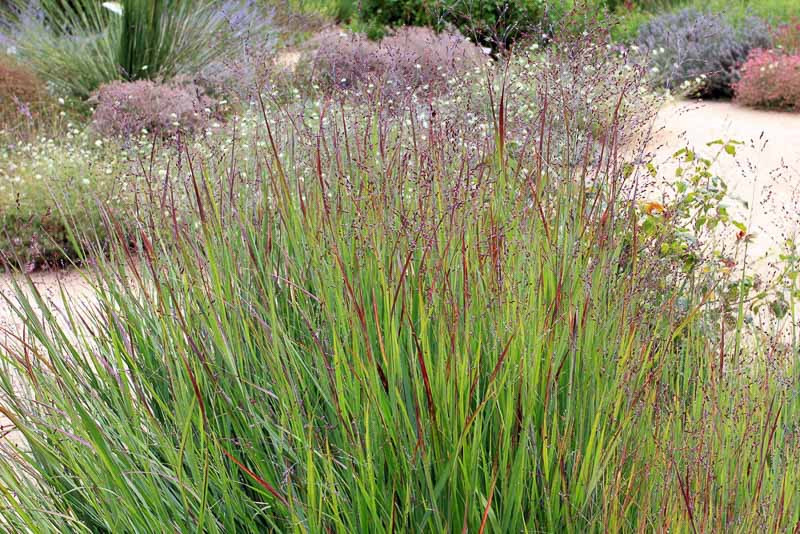 panicum-virgatum-shenandoah-switch-grass