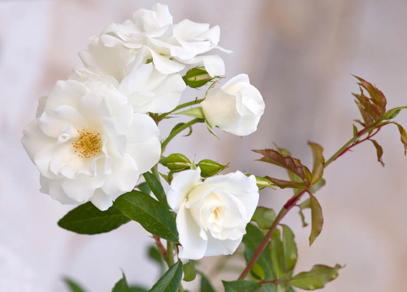 Rosa Iceberg Floribunda Rose 