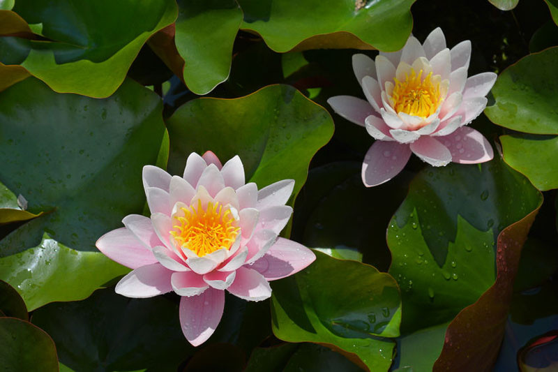 Nymphaea 'Marliacea Rosea' (Hardy Water Lily)