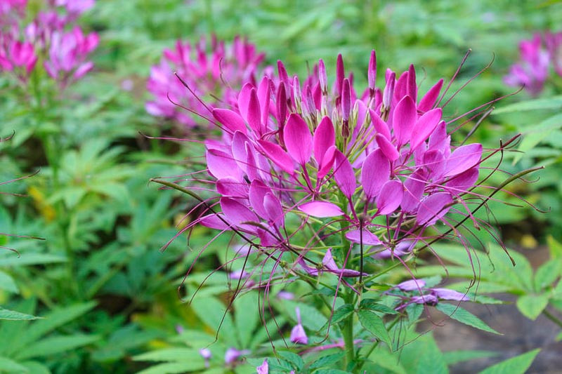 Cleome Hassleriana Violet Queen Spider Flower