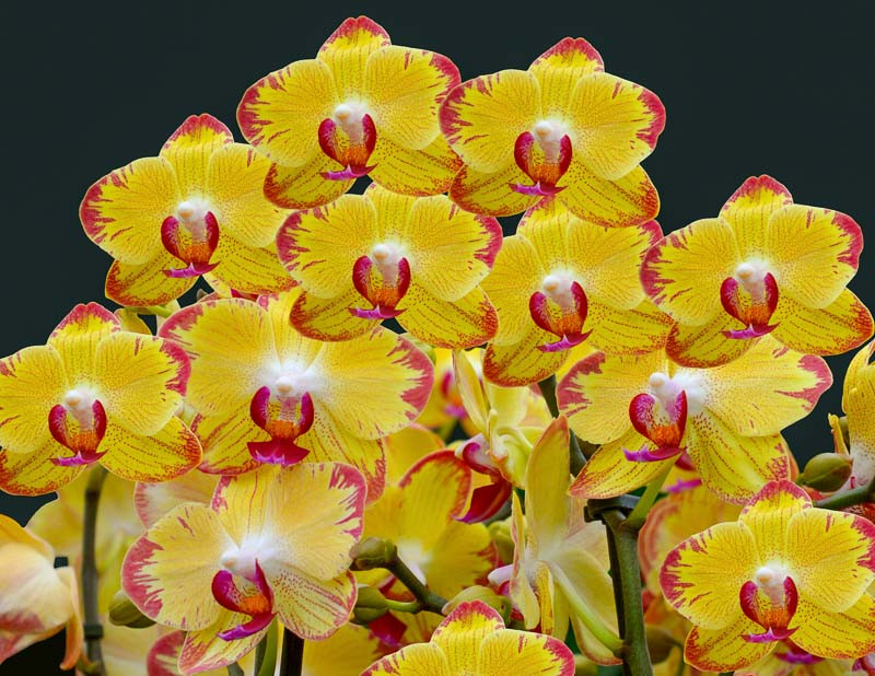 Phalaenopsis PAPAGAYO (Moth Orchid)