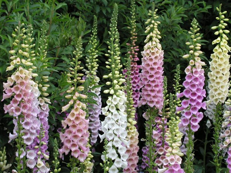 how-to-grow-foxgloves-saga