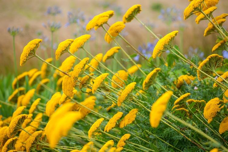 Achillea Moonshine