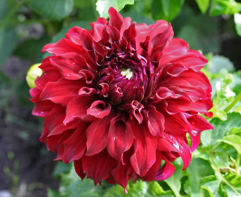 Dahlia ‘Spartacus’