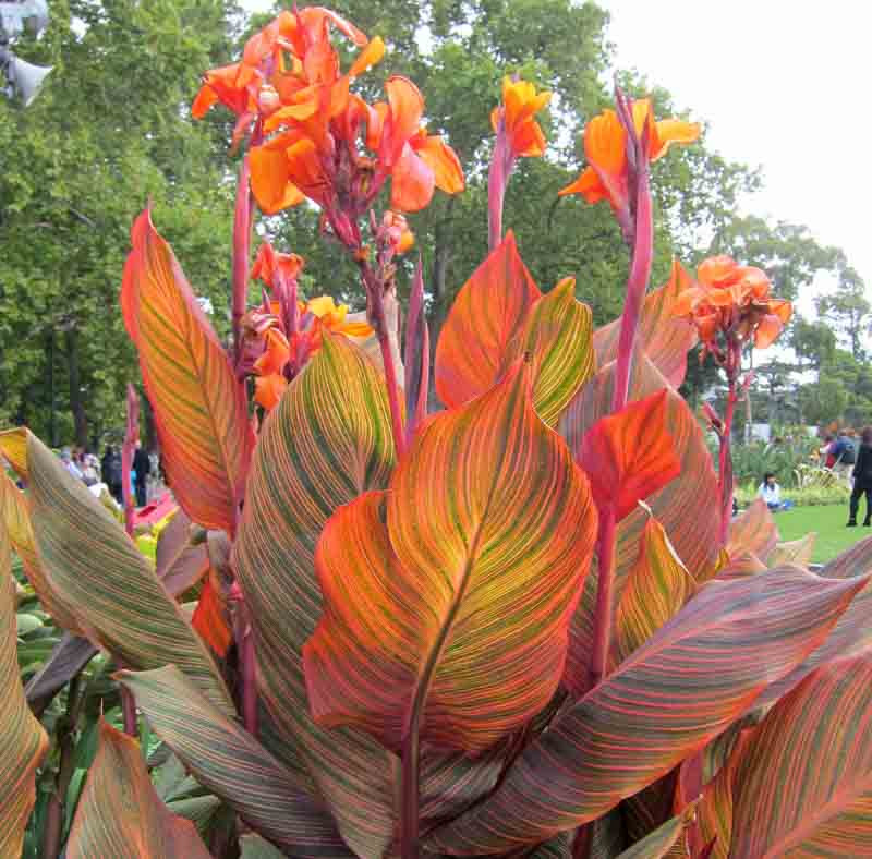 Canna Phasion Canna Lily