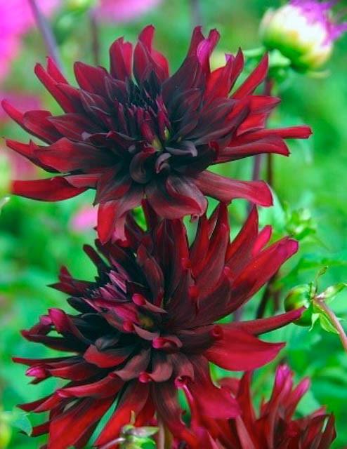 Dahlia Nuit D Ete