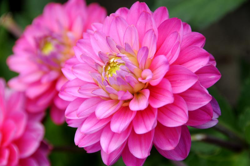 Dahlia 'Melody Pink Allegro'